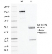 SDS-PAGE Analysis of Purified, BSA-Free IFN gamma Antibody (clone IFNG/466). Confirmation of Integrity and Purity of the Antibody.