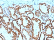 IHC staining of FFPE human kidney with Interferon gamma antibody. HIER: boil tissue sections in pH 9 10mM Tris with 1mM EDTA for 20 min and allow to cool before testing.