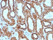 IHC staining of FFPE human kidney with Interferon gamma antibody. HIER: boil tissue sections in pH 9 10mM Tris with 1mM EDTA for 20 min and allow to cool before testing.