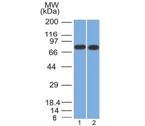Western blot testing of human 1) HeLa and 2) MCF7 cell lysate with Calnexin antibody (clone CANX/1541). Predicted molecular weight ~68 kDa but routinely observed at ~90 kDa.