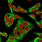 Immunofluorescent staining of human HeLa cells with Calnexin antibody (green) (clone CANX/1541). RedDot used as nuclear counterstain (red).