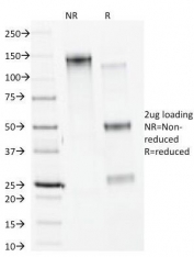 SDS-PAGE analysis of purified, BSA-free Calnexin antibody (clone CANX/1541) as confirmation of integrity and purity.