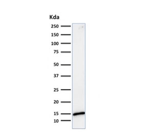 Western blot testing of human HeLa cell lysate with Galectin 1 antibody (clone GAL1/1831). Expected molecular weight ~14 kDa.