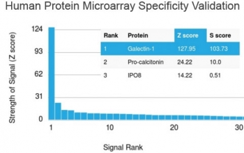 Analysis of HuProt(TM) microarray containing more than 19,000 full-length human proteins using Galectin 1 antibody (clone GAL1/1831). These results demonstrate the foremost specificity of the GAL1/1831 mAb. Z- and S- score: The Z-score represents the strength of a signal that an antibody (in combination with a fluorescently-tagged anti-IgG secondary Ab) produces when binding to a particular protein on the HuProt(TM) array. Z-scores are described in units of standard deviations (SD's) above the mean value of all signals generated on that array. If the targets on the HuProt(TM) are arranged in descending order of the Z-score, the S-score is the difference (also in units of SD's) between the Z-scores. The S-score therefore represents the relative target specificity of an Ab to its intended target.