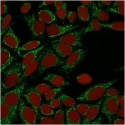 Immunofluorescent staining of permeabilized human HeLa cells with Galectin 1 antibody (clone GAL1/1831, green) and Reddot nuclear stain (red).