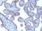 IHC testing of FFPE human placental tissue with PLIN2 antibody (clone ADFP/1493). Required HIER: steam sections in pH6, 10mM citrate buffer for 10-20 min.