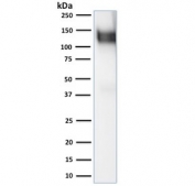 Western blot testing of human ThP1 cell lysate with CD31 antibody. Expected molecular weight: 83-130 kDa depending on level of glycosylation.