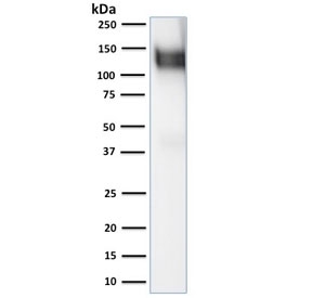 Western blot testing of human ThP1 cell lysate with CD31 antibody. Expected molecular weight: 83-130 kDa depending