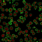 Immunofluorescent staining of PFA-fixed human Jurkat cells with CD45 antibody (clone F10-89-4, green) and Reddot nuclear stain (red).