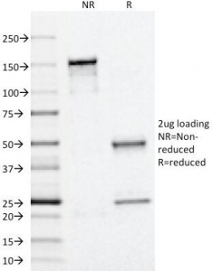 SDS-PAGE Analysis of Purified, BSA-Free Perilipin 2 Antibody (clone ADFP/1366