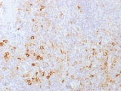 IHC testing of FFPE human tonsil with PSGL-1 antibody (clone PSGL1/1601). Recommended HIER: boil tissue sections in 10mM Tris with 1mM EDTA, pH 9.0 for 10-20 min.