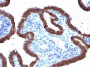 IHC testing of FFPE human fallopian tube with ASRGL1 antibody (clone CRASH/1289). Required HIER: steam sections in 10mM Tris with 1mM EDTA, pH9, for 10-20 min.