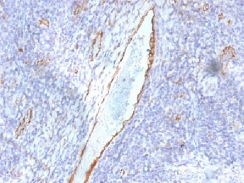 IHC testing of FFPE human tonsil with von Willebrand Factor antibody (clone F8/86). Required HIER: boil tissue sections in pH 9 10mM Tris with 1mM EDTA for 10-20 min followed by cooling at RT for 20 min.~