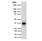 Western blot testing of human liver lysate with AMACR antibody (clone AMACR/1723). Predicted molecular weight ~43 kDa.