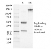 SDS-PAGE analysis of purified, BSA-free BRCA1 antibody (clone BRCA1/1472) as confirmation of integrity and purity.