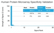 Analysis of HuProt(TM) microarray containing more than 19,000 full-length human proteins using BRCA1 antibody (clone BRCA1/1472). These results demonstrate the foremost specificity of the BRCA1/1472 mAb. Z- and S- score: The Z-score represents the strength of a signal that an antibody (in combination with a fluorescently-tagged anti-IgG secondary Ab) produces when binding to a particular protein on the HuProt(TM) array. Z-scores are described in units of standard deviations (SD's) above the mean value of all signals generated on that array. If the targets on the HuProt(TM) are arranged in descending order of the Z-score, the S-score is the difference (also in units of SD's) between the Z-scores. The S-score therefore represents the relative target specificity of an Ab to its intended target.