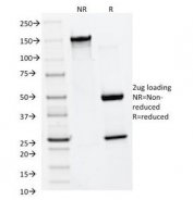 SDS-PAGE Analysis of Purified, BSA-Free MMP2 Antibody (clone MMP2/1501). Confirmation of Integrity and Purity of the Antibody.