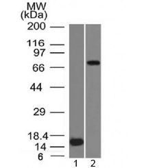 Western blot testing of 1) a partial recombinant protein and 2) human U87 cell lysate with MMP2 antibody (clone MMP2/1501). Expected molecular weight: ~72 kDa (pro form), ~63 kDa (cleaved form).~