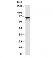 Western blot testing of human HeLa cell lysate with Beta Catenin antibody (clone 15B8). Predicted molecular weight ~85 kDa, but routinely observed at 90-95 kDa.