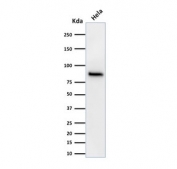 Western blot testing of human HeLa cell lysate with Beta Catenin antibody (clone 15B8). Predicted molecular weight ~85 kDa, but routinely observed at 90-95 kDa.