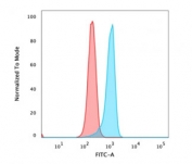 Flow cytometry testing of PFA-fixed human HeLa cells with Beta Catenin antibody (clone 5H10); Red=isotype control, Blue= Beta Catenin antibody.