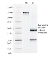SDS-PAGE Analysis of Purified, BSA-Free CD61 Antibody (clone Y2/51). Confirmation of Integrity and Purity of the Antibody.
