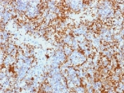 IHC testing of FFPE human spleen tissue with CD61 antibody (clone Y2/51). Required HIER: boil tissue sections in 10mM Tris with 1mM EDTA, pH 9.0, for 10-20 min.
