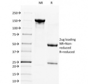 SDS-PAGE Analysis of Purified, BSA-Free CD28 Antibody (clone C28/1636). Confirmation of Integrity and Purity of the Antibody.