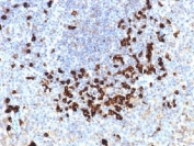 IHC testing of FFPE human tonsil stained with Lambda Light Chain antibody (clone LLC/1738). Required HIER: boil tissue sections in 10mM citrate buffer, pH 6, for 10-20 min.