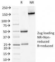 SDS-PAGE Analysis of Purified, BSA-Free Desmoglein Antibody (clone 18D4). Confirmation of Integrity and Purity of the Antibody.