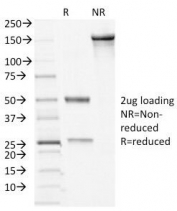 SDS-PAGE analysis of purified, BSA-free Desmocollin 2/3 antibody (clone 7G6) as confirmation of integrity and purity.