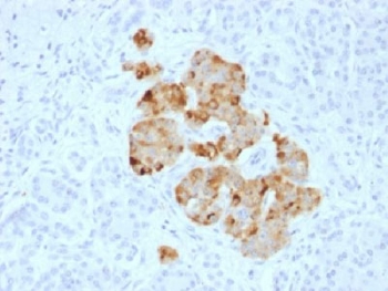 IHC analysis of FFPE human pancreas stained with Chromogranin A antibody. Required HIE