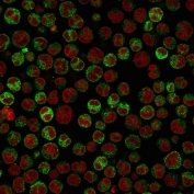 Immunofluorescent staining of PFA-fixed human Raji cells with CD79a antibody (green, clone HM57) and Reddot nuclear stain (red).
