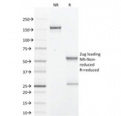 SDS-PAGE Analysis of Purified, BSA-Free PIP Antibody (clone PIP/1571). Confirmation of Integrity and Purity of the Antibody.