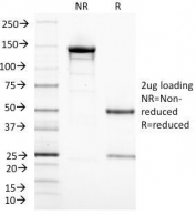 SDS-PAGE Analysis of Purified, BSA-Free CD3e Antibody (clone C3e/1308). Confirmation of Integrity and Purity of the Antibody.