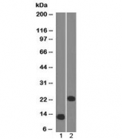 Western blot testing of 1) a partial recombinant protein and 2) human Jurkat cell lysate with CD3e antibody (clone C3e/1308). Predicted molecular weight ~23 kDa.