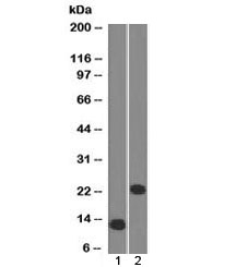 Western blot testing of 1) a partial recombinant protein and 2) human Jurkat cell lysate with CD3e antibody (clone