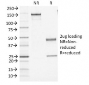 SDS-PAGE Analysis of Purified, BSA-Free CD45 Antibody (clone PTPRC/1461). Confirmation of Integrity and Purity of the Antibody.