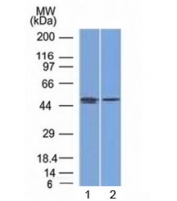 Western blot testing of human 1) MCF7 (breast) and 2) PC3 (prostate) cell lysate with FOXA1 antibody (clone FOXA1/1512). Predicted molecular weight: ~49 kDa.