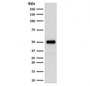 Western blot testing of human HeLa cell lysate with FOXA1 antibody (clone FOXA1/1512). Predicted molecular weight: ~49 kDa.