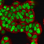 Immunofluorescent staining of PFA-fixed human MCF7 cells with FOXA1 antibody (clone FOXA1/1512, green) and Phalloiden (red).