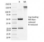 SDS-PAGE Analysis of Purified, BSA-Free CD71 Antibody (clone TFRC/1396). Confirmation of Integrity and Purity of the Antibody.