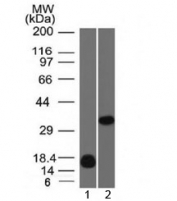 Western blot testing of 1) human partial recombinant protein and 2) human K562 cell lysate with Galectin 13 antibody (clone PP13/1161). Expected molecular weight ~16 kDa (monomer) and ~32 kDa (dimer).