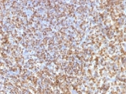 IHC testing of FFPE human spleen with Galectin 13 antibody (clone PP13/1161). Required HIER: boil tissue sections in 10mM Tris with 1mM EDTA, pH 9 or 10mM Citrate buffer, pH 6, for 10-20.