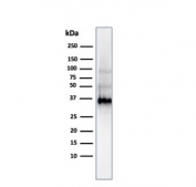 Western blot testing of human K562 cell lysate with Galectin 13 antibody (clone PP13/1161). Expected molecular weight ~16 kDa (monomer) and ~32 kDa (dimer).