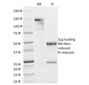 SDS-PAGE analysis of purified, BSA-free Galectin 13 antibody (clone PP13/1161) as confirmation of integrity and purity.