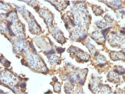 IHC testing of FFPE human placenta with Galectin 13 antibody (clone PP13/1162). Required HIER: boil tissue sections in 10mM Tris with 1mM EDTA, pH 9 or 10mM Citrate buffer, pH 6, for 10-20.