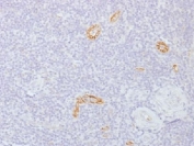 IHC testing of FFPE human tonsil with Connexin 32 antibody (clone GJB1/1753). Required HIER: boil tissue sections in 10mM citrate buffer, pH 6, for 10-20 min.