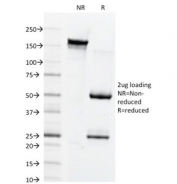 SDS-PAGE Analysis of Purified, BSA-Free Connexin 32 Antibody (clone M12.13). Confirmation of Integrity and Purity of the Antibody.