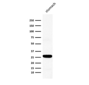 SDS-PAGE Analysis of Purified, BSA-Free Connexin 32 Antibody (clone M12.13). Confirmation of Integrity and Purity of the Antibody.